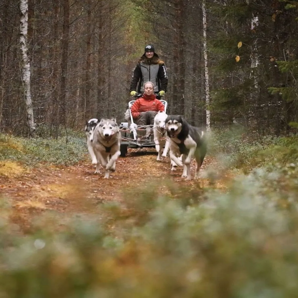 hundspann med en två personer på släde på hjul