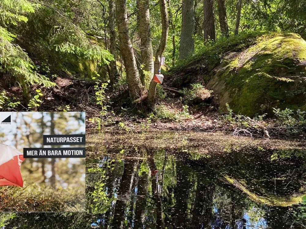skog med en tjärn och en orienteringsskärm som hänger i ett träd