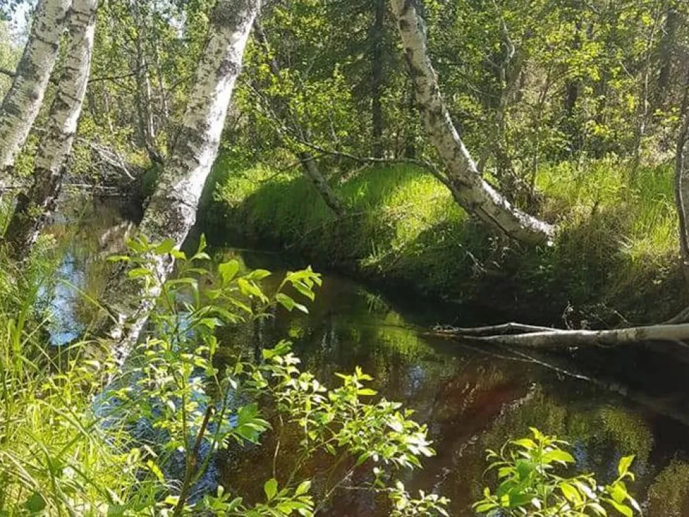 en stilla å som rinner genom ett lansdskap med björkar på båda sidor