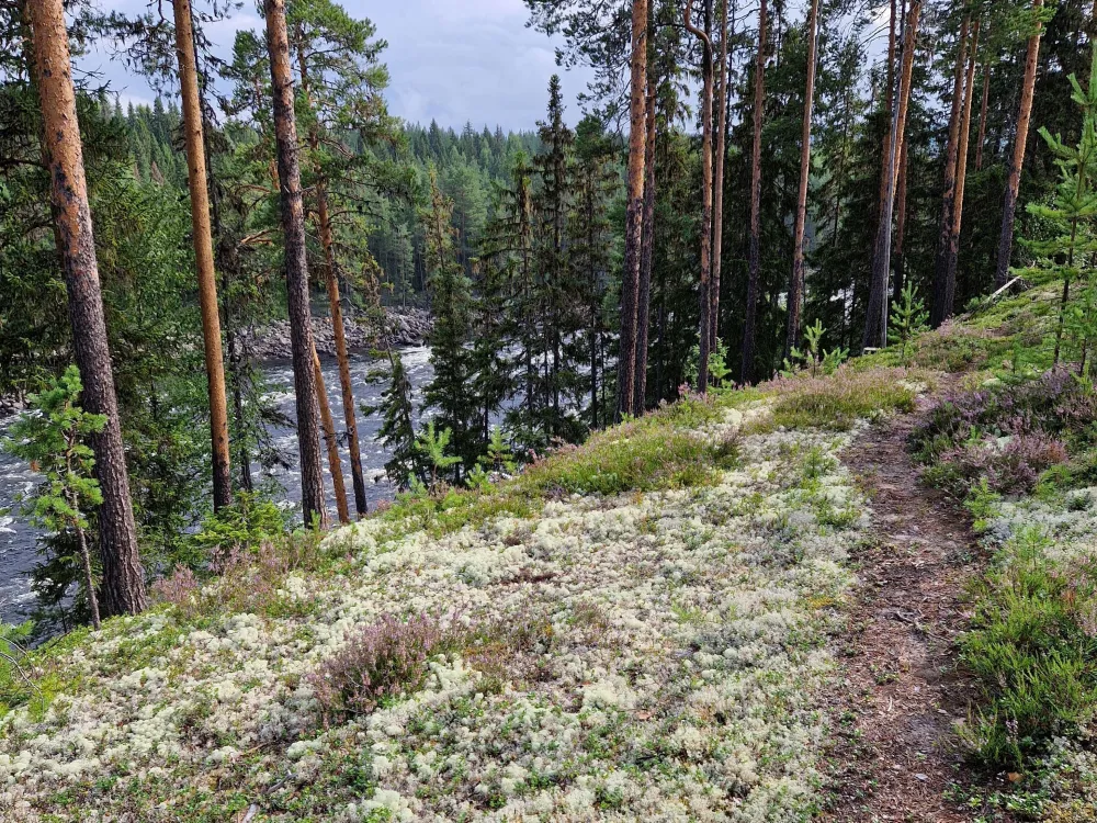 a small trail in a woodland beside a rapid