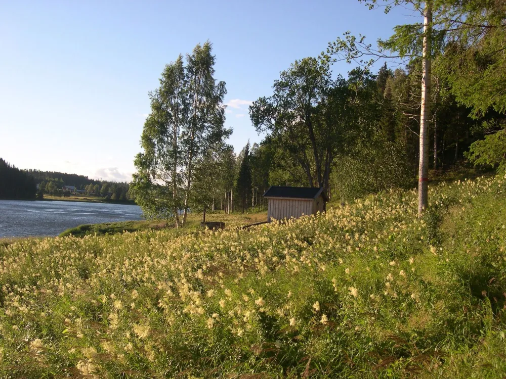 a meadow full of yellow flowers