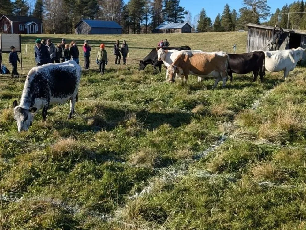 cows in a field