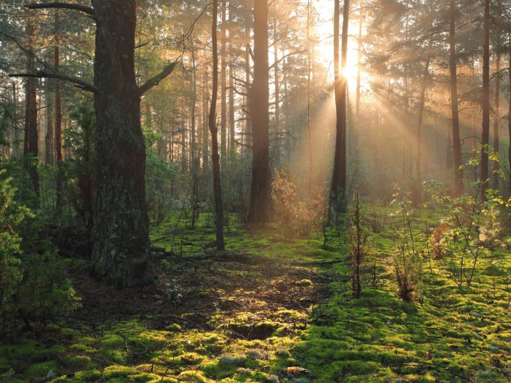 skog med solen som skiner igenom trädkronorna