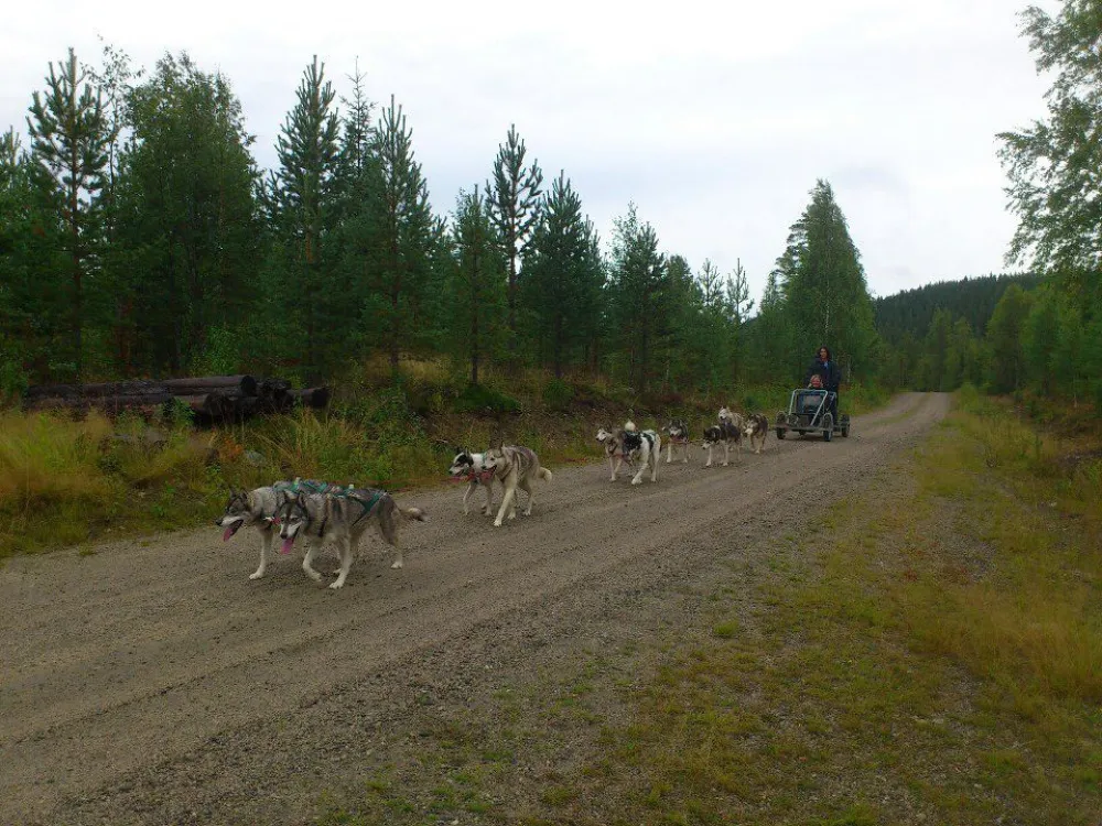 Hundspann på hjul