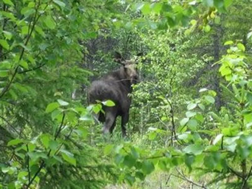 Moose safari