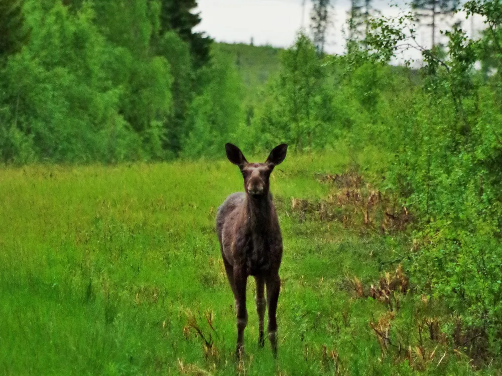 Moose safari