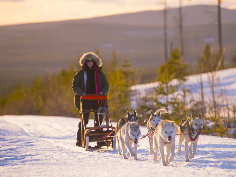 Go dog sledding in Granö