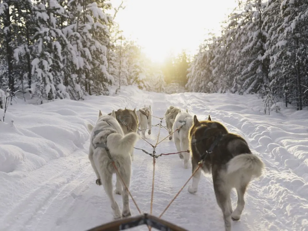 Go dog sledding in Granö