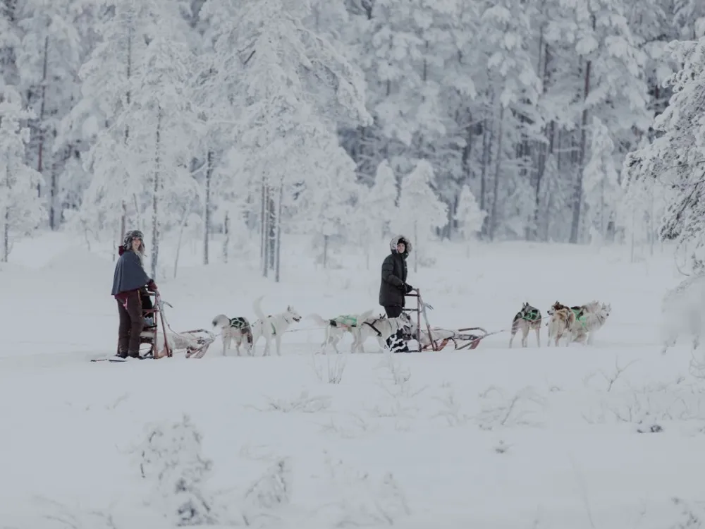 Go dog sledding in Granö