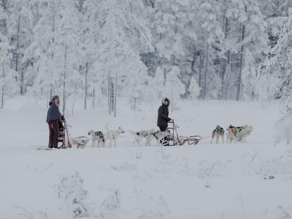 Go dog sledding in Granö