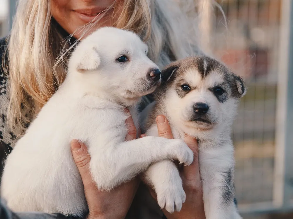 Husky House