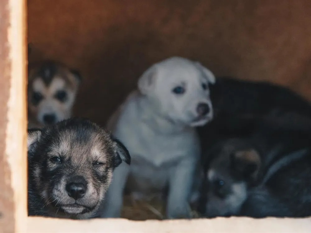 Husky House