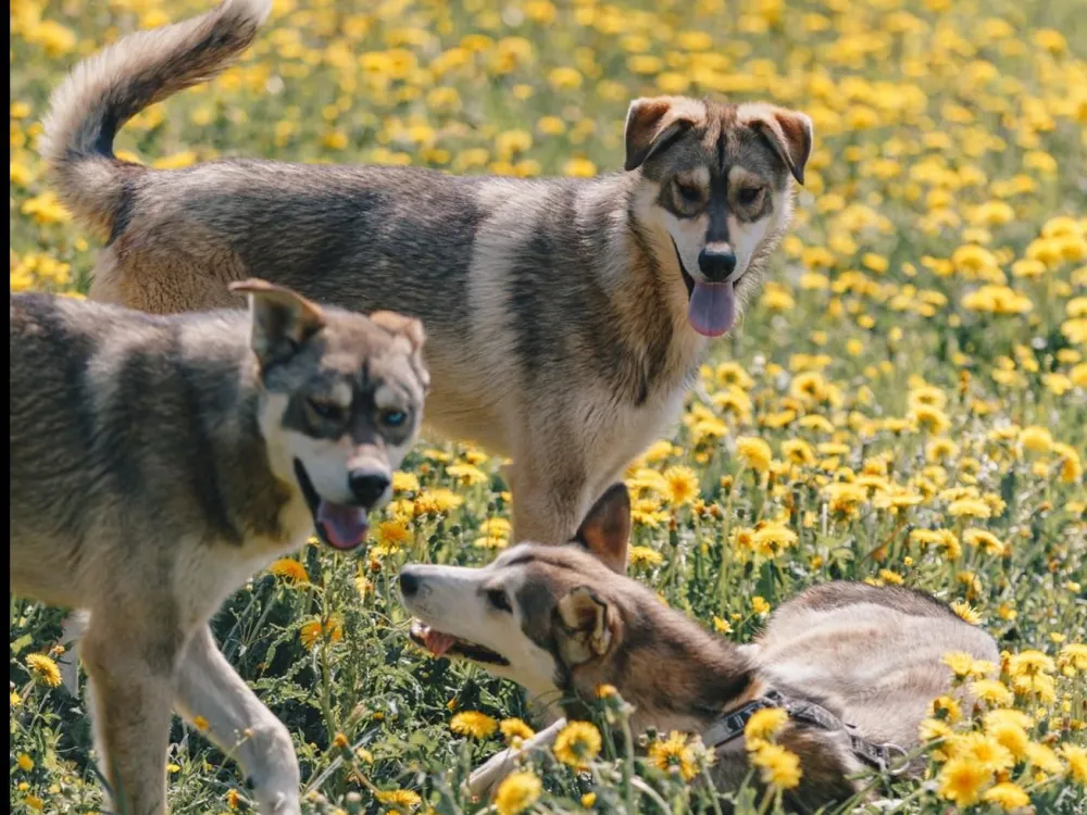 Husky House