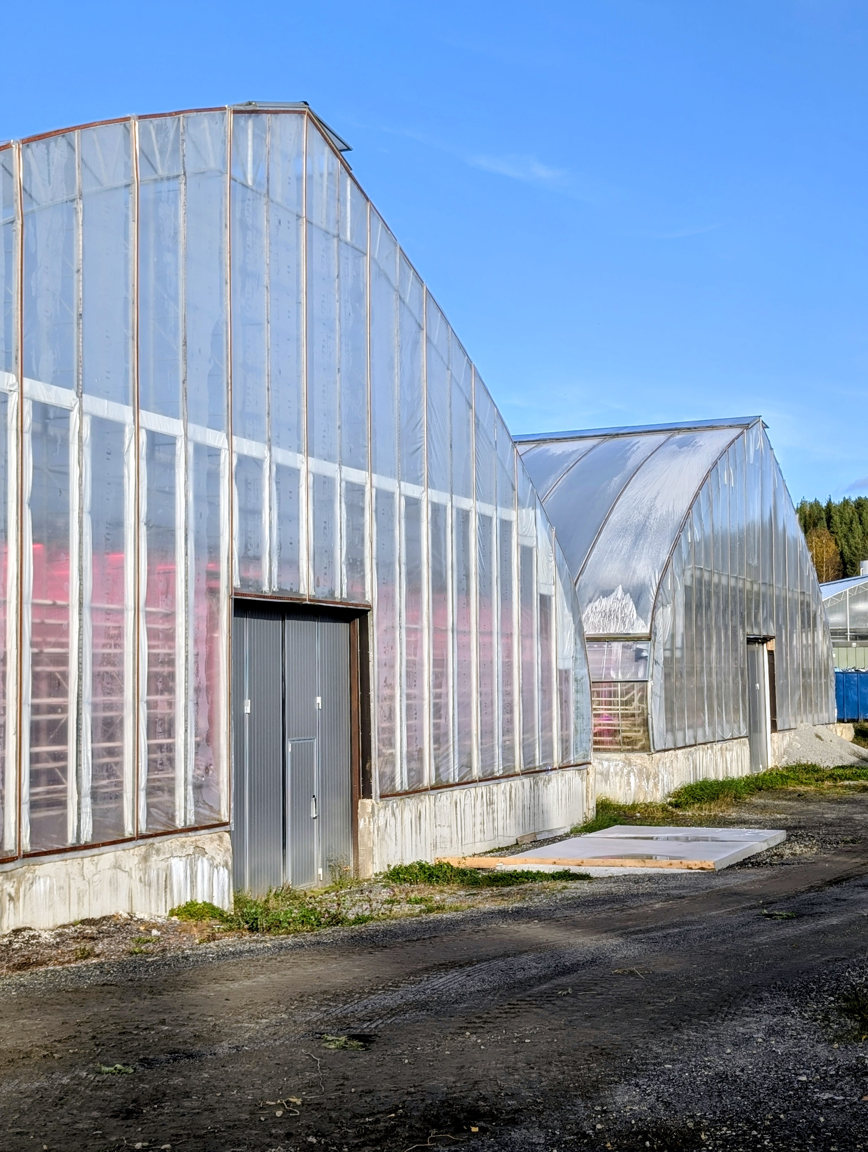 Stora växthus vid Hällnäs Handelsträdgård under klarblå himmel.
