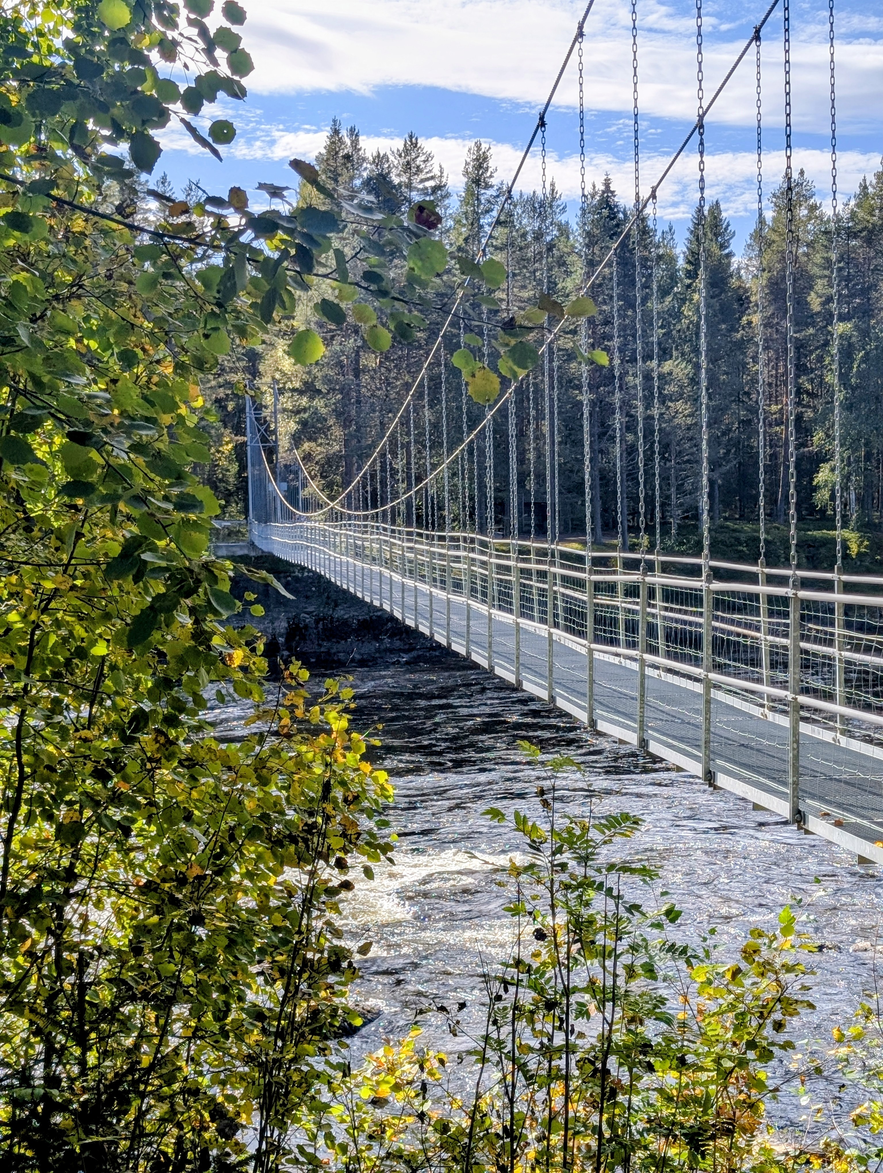 Hängbro över Vindelälven omgiven av grönskande skog.
