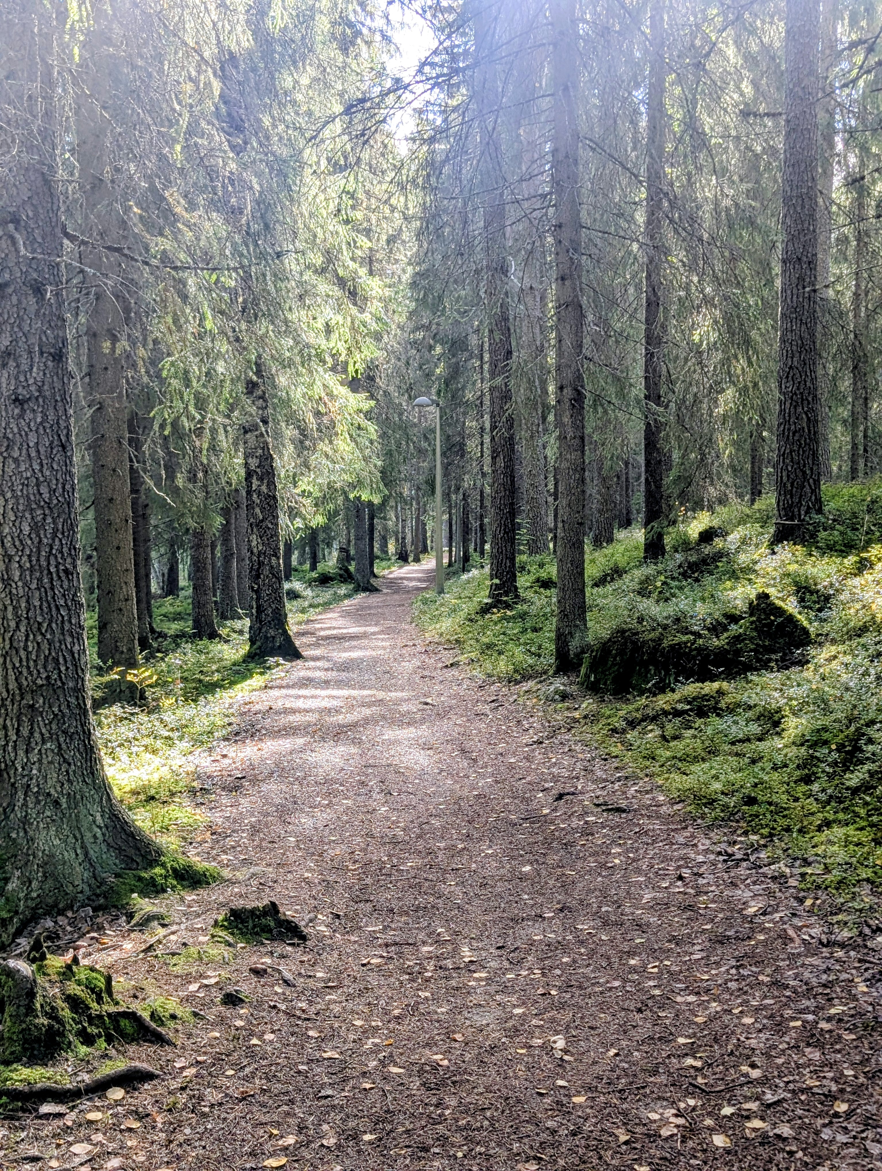 Skogsstig mellan höga barrträd och mossklädd mark.