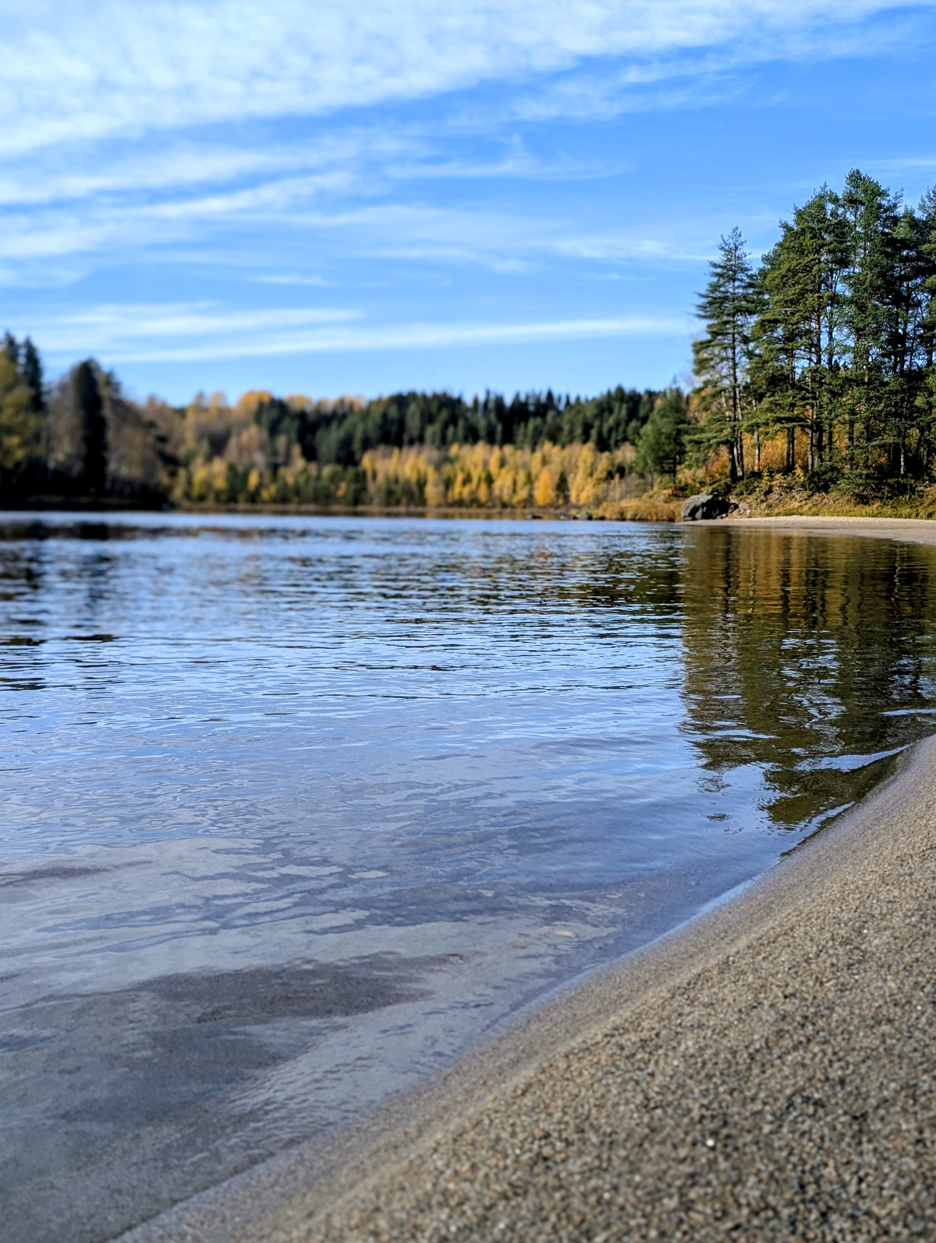 Strand vid Vindelälven med lugnt vatten och höstfärgad skog vid Kärleksudden.